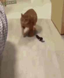 Chonky Cat Chonk GIF - Chonky Cat Chonk Butt Slam GIFs