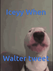 Dog Doggo GIF - Dog Doggo Iceyy When Walter Tweet GIFs