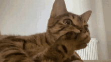 çilçil Uzumkuyruk şaşkın Kedi GIF - çilçil Uzumkuyruk şaşkın Kedi Cat Confused GIFs