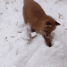 a fox is standing in the snow looking at something