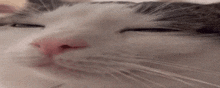 a close up of a white cat 's face with its eyes closed .