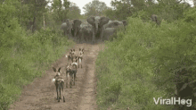 Herd Herd Of Elephants GIF - Herd Herd Of Elephants We Are Passing Through GIFs