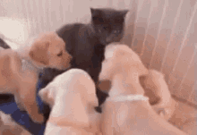 Animals Puppy GIF - Animals Puppy Cat GIFs