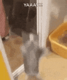 a gray cat is standing next to a yellow litter box on a wooden floor .