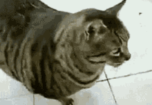 Fat Cat GIF - Fat Cat Roll GIFs