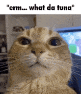 Erm What Da Tuna Funny GIF - Erm What Da Tuna Funny Funny Cat GIFs