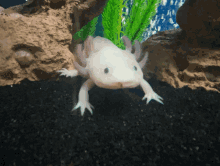Axolotl Minecraft GIF - Axolotl Minecraft Peeve GIFs