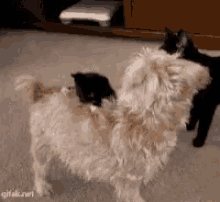 Funny Animals Yes GIF - Funny Animals Yes Oh GIFs