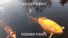 Fodder Fish GIF