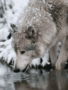 Wolf Trippy GIF - Wolf Trippy GIFs