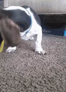 a black and white dog is playing under a couch next to a scrabble board game