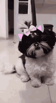 a small black and white dog wearing a pink bow on its head