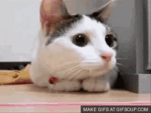 Cat Pingpong GIF - Cat Pingpong Ping GIFs