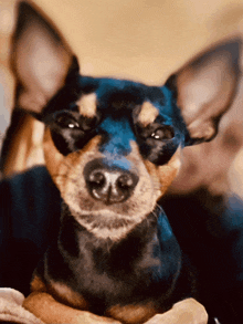 Minature Pinscher Funny Dog GIF