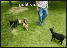 Goat Baby Goat GIF - Goat Baby Goat Goats GIFs