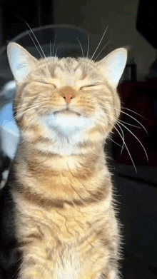 a close up of a cat 's face with its eyes closed