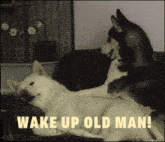 Wake Up Good Morning GIF - Wake Up Good Morning Funny GIFs