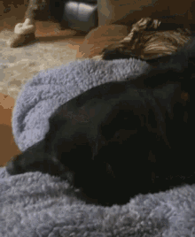 Dog Sleeping GIF - Dog Sleeping Chillin GIFs