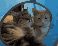 Cat Aqua GIF - Cat Aqua Hug GIFs