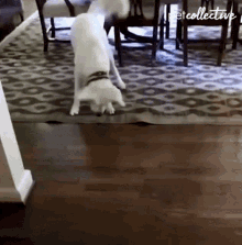 Dog The Pet Collective GIF - Dog The Pet Collective Searching GIFs