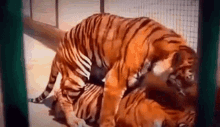 Tiger Claim GIF - Tiger Claim Bite GIFs