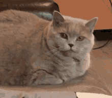 Mlem Cat GIF - Mlem Cat Kotik GIFs