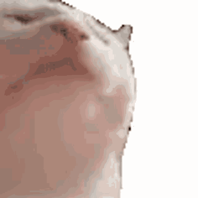 Cat Head Bump Cat Nodding GIF - Cat Head Bump Cat Nodding Nod GIFs