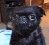 a black pug dog is looking at the camera with a serious look on his face .