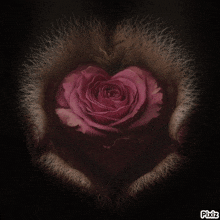 a person holding a pink rose in their hands with pixiz written on the bottom right