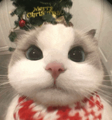 a white cat wearing a red and white scarf with a merry christmas sign in the background