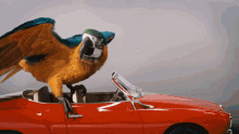 ride drive rollin car parrot