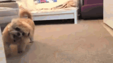 Pure Excitement GIF - Dog Excited Cute GIFs