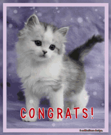 Congrats Congratulations GIF - Congrats Congratulations Images GIFs
