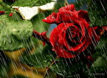 Rain Rose Red GIF