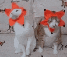 Cat Happy GIF - Cat Happy Funny Cat GIFs