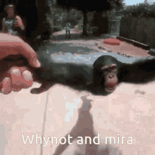 Whynot Mira GIF - Whynot Mira Monke GIFs