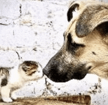 a dog and a kitten are standing next to each other and sniffing each other .
