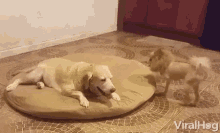 Dog Friends Chilling GIF - Dog Friends Chilling Hanging Out GIFs