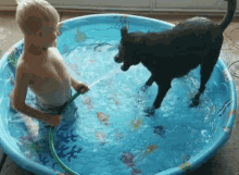 Kid Dog GIF - Kid Dog Pool GIFs