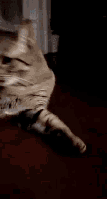 Cat Panting GIF - Cat Panting Tabby GIFs