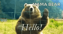 Hello Bear Waving GIF - Hello Bear Waving Friendly Bear GIFs