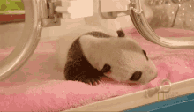 sleeping nat geo wild national panda day miracle babies fall asleep