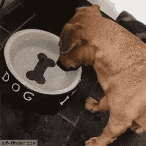 Dog Water GIF Dog Water Discover Share GIFs