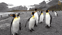 Penguins Up Close With King Penguins And Elephant Seals GIF - Penguins Up Close With King Penguins And Elephant Seals Shake It Off GIFs