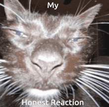 a close up of a cat 's face with the caption `` my honest reaction '' .