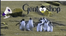 Gentooshop Special GIF - Gentooshop Special Offer GIFs