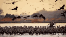 Crane David Attenborough GIF - Crane David Attenborough A Life On Our Planet GIFs