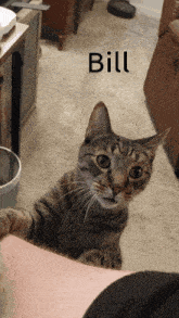Brown Tabby Cat Whine GIF - Brown Tabby Cat Whine GIFs