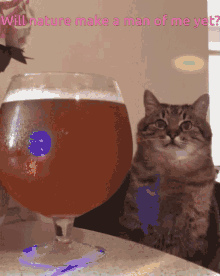 Cat Alcohol GIF - Cat Alcohol Beer GIFs