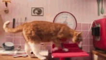 Meow Feed Me GIF - Meow Feed Me National Cat Day GIFs